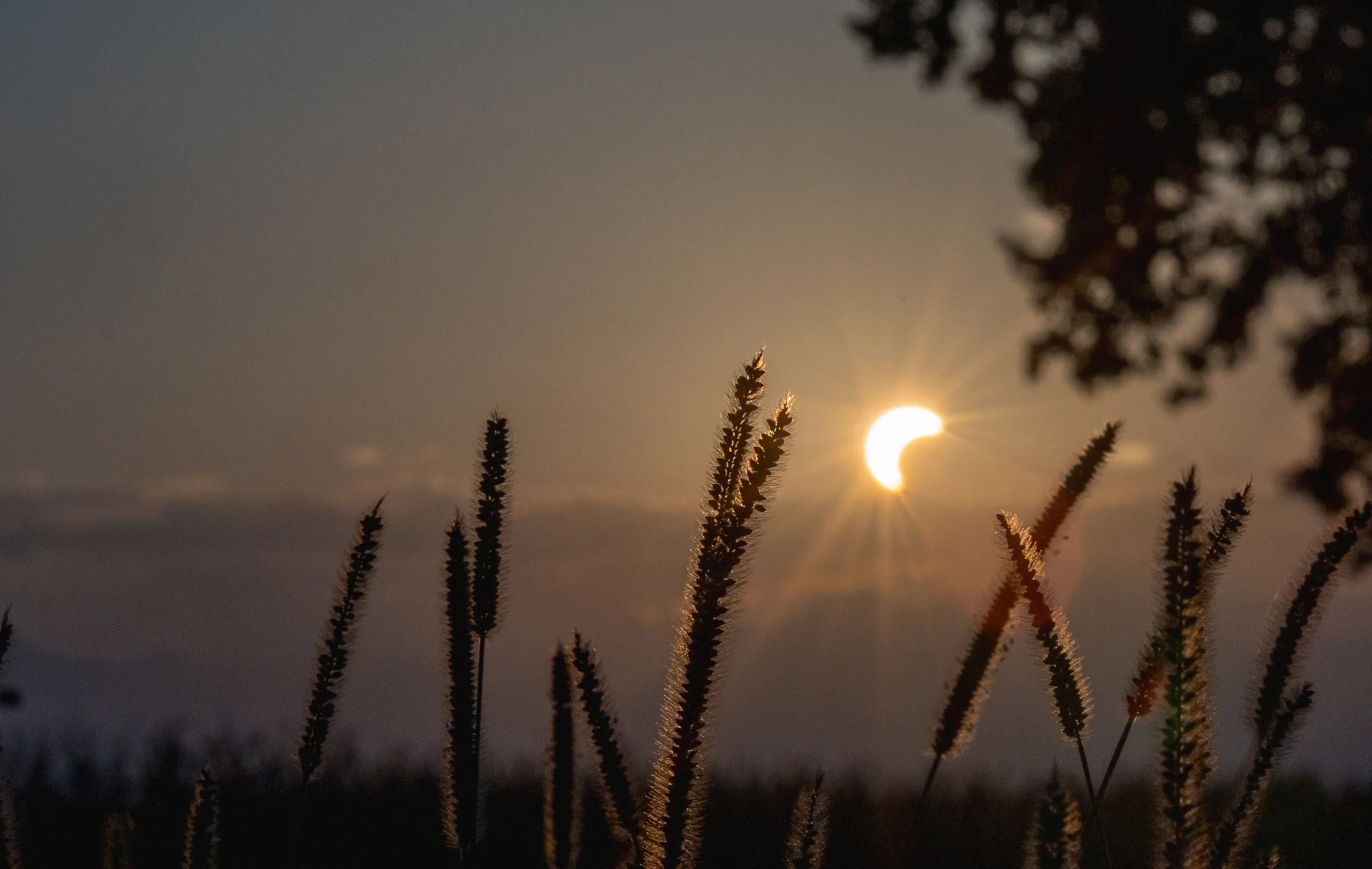 Eclissi di sole sui campi