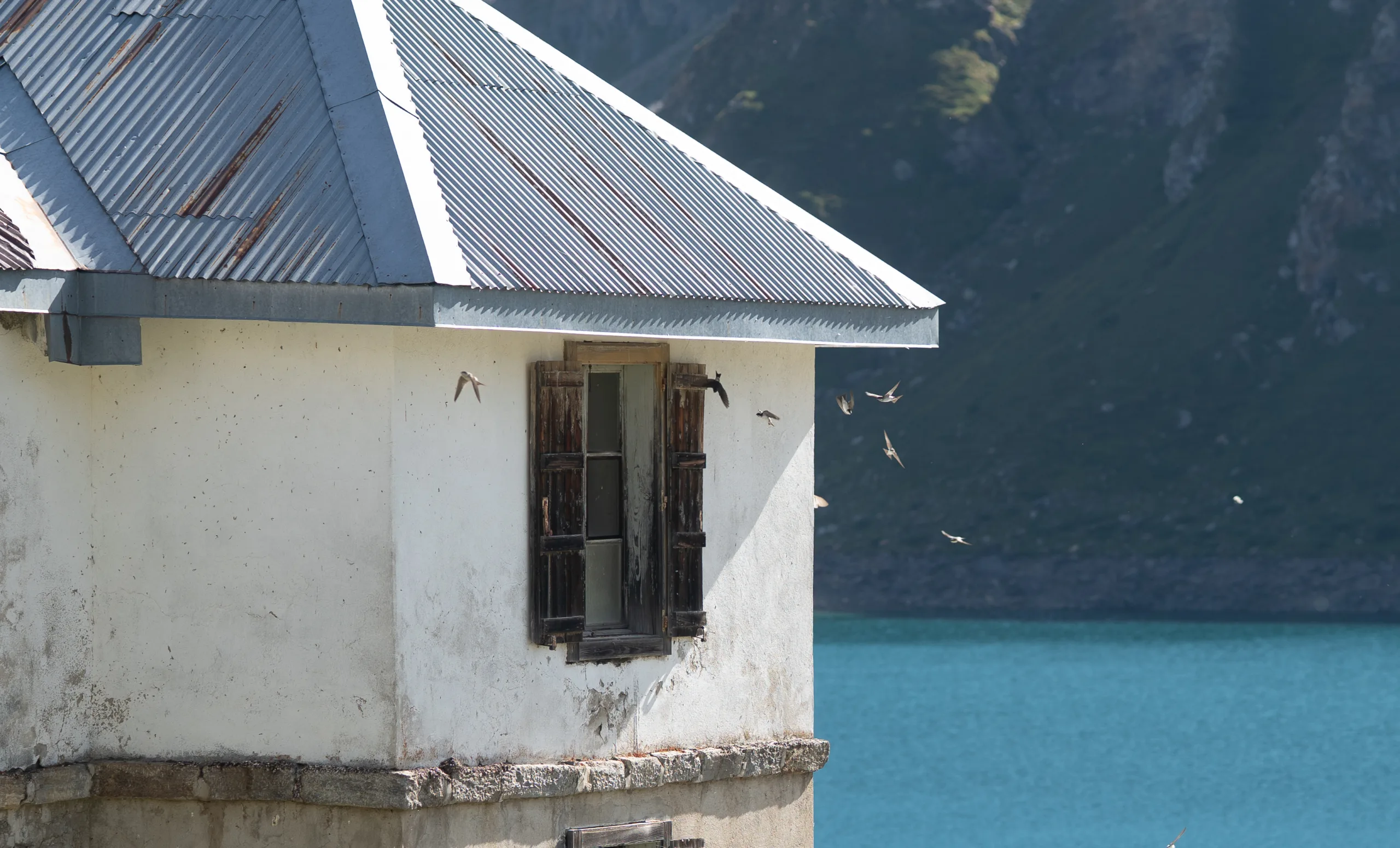 volatili al lago Kastel