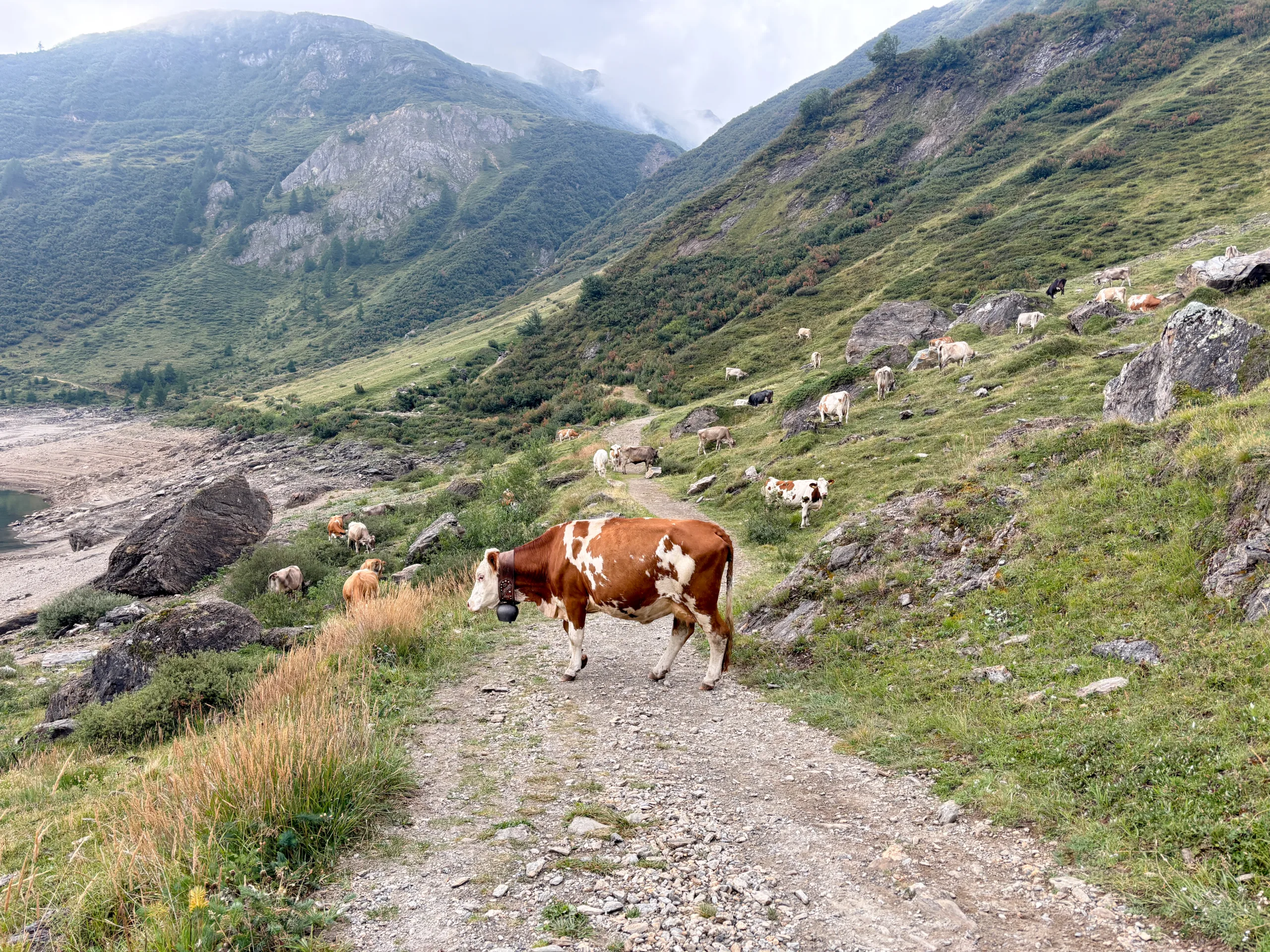 Mucche al pascolo in montagna